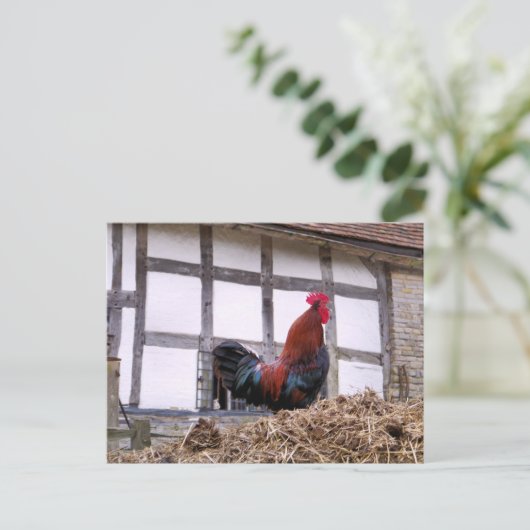 ROOSTER POSTKARTE (Stehend Vorderseite)