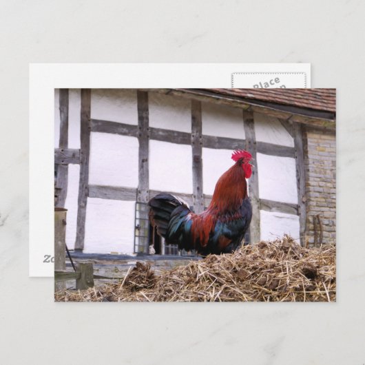 ROOSTER POSTKARTE (Vorne/Hinten)