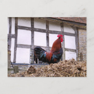 ROOSTER POSTKARTE