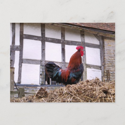 ROOSTER POSTKARTE (Vorderseite)