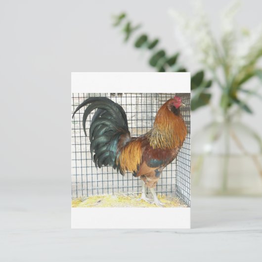 Rooster Postkarte (Stehend Vorderseite)