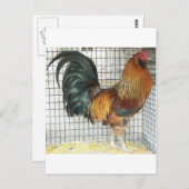 Rooster Postkarte (Vorne/Hinten)