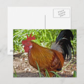 Rooster Postkarte (Vorne/Hinten)