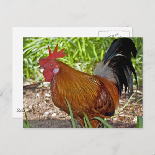 Rooster Postkarte (Vorne/Hinten)