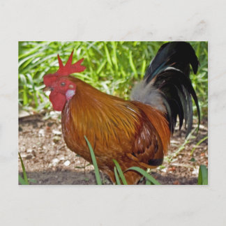 Rooster Postkarte