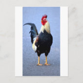 Rooster Postkarte (Vorderseite)