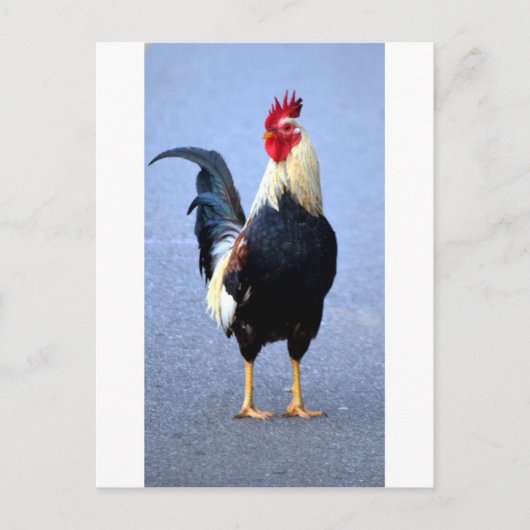 Rooster Postkarte (Vorderseite)