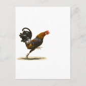 Rooster Postkarte (Vorderseite)
