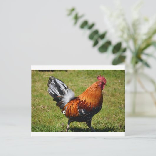 Rooster Postkarte (Stehend Vorderseite)