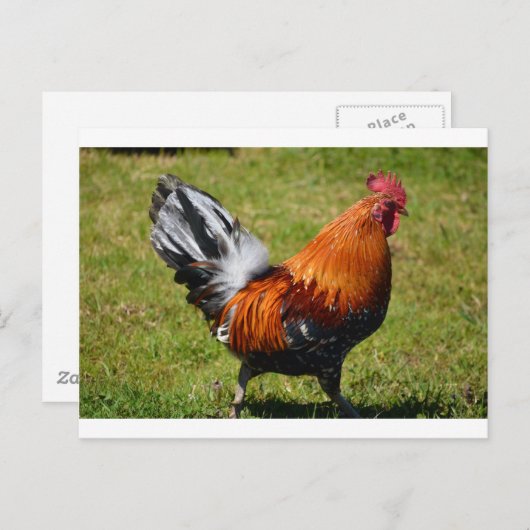 Rooster Postkarte (Vorne/Hinten)