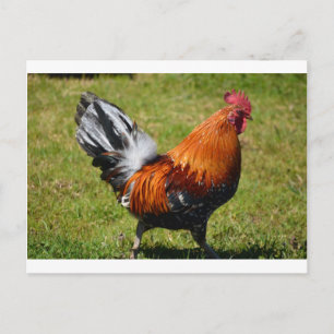 Rooster Postkarte