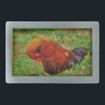 Rooster Preening Rechteckige Gürtelschnalle<br><div class="desc">Rooster Preening Foto von Sandy Closs "Bauernhahn" "dekorativer Hahn " "farbenfroher Hahn " Männchen Huhn " "Nutztiere " "Gamecock " Hühnervogel</div>