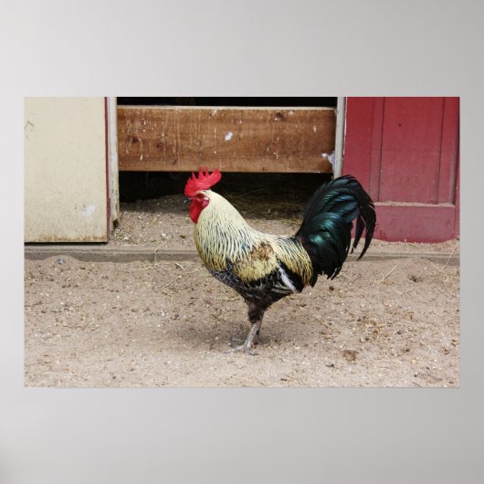 Rooster Print Poster (Vorne)