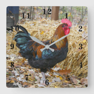Rooster Quadratische Wanduhr