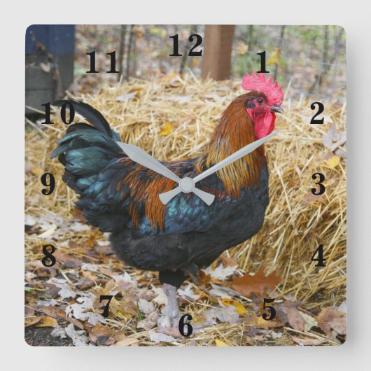 Rooster Quadratische Wanduhr (Vorderseite)