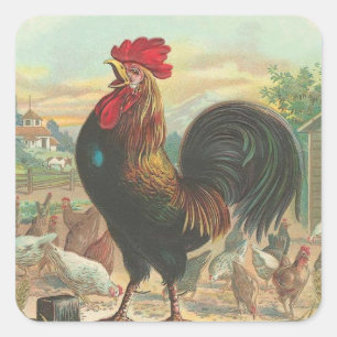 Rooster Quadratischer Aufkleber