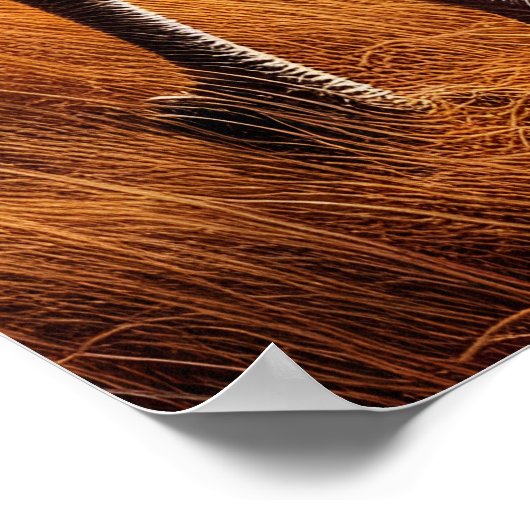 Rooster Rendezvous auf der Wiese Poster (Ecke)