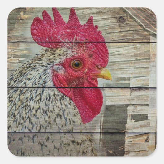 Rooster Rustic Chicken Coop Barboard Board Quadratischer Aufkleber (Vorderseite)