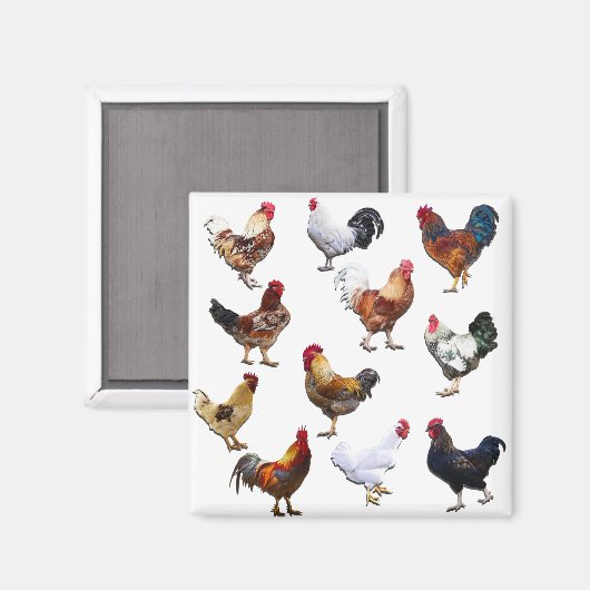 Rooster sammeln Farbhühnchen Magnet (Vorderseite/Rückseite)