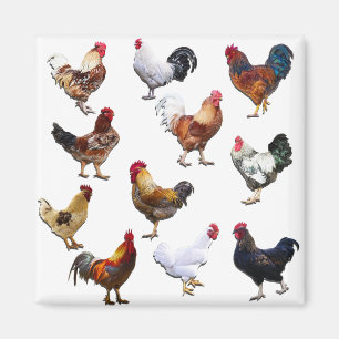 Rooster sammeln Farbhühnchen Magnet