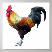 Rooster Schlicht Poster (Vorne)