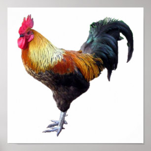 Rooster Schlicht Poster