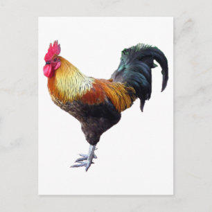 Rooster Schlicht Postkarte