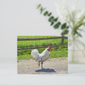 Rooster überquert den Weg auf einem Bauernhof von  Postkarte (Stehend Vorderseite)
