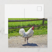 Rooster überquert den Weg auf einem Bauernhof von  Postkarte (Vorne/Hinten)