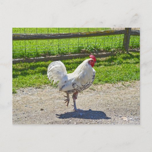 Rooster überquert den Weg auf einem Bauernhof von  Postkarte (Vorderseite)