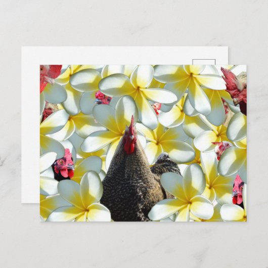 Rooster und Frangipanis, Postkarte (Vorne/Hinten)