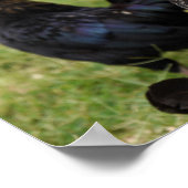 Rooster und Hen Poster (Ecke)