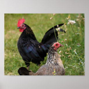Rooster und Hen Poster