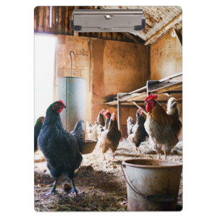 Rooster und Hühner im Barn Klemmbrett