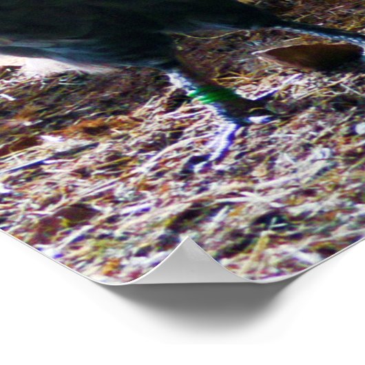 Rooster und Hühner in Barn Poster (Ecke)