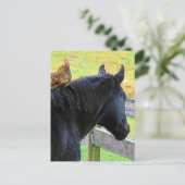 Rooster und Mare Postkarte (Stehend Vorderseite)