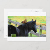 Rooster und Mare Postkarte (Vorne/Hinten)