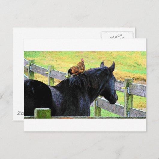 Rooster und Mare Postkarte (Vorne/Hinten)