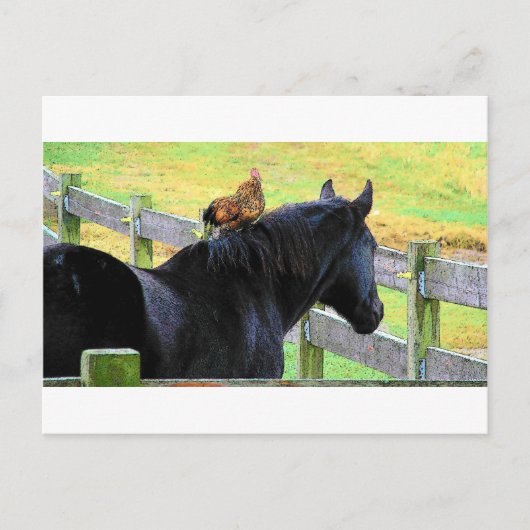 Rooster und Mare Postkarte (Vorderseite)