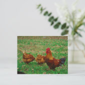 Rooster und seine Hühner Postkarte (Stehend Vorderseite)