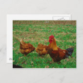 Rooster und seine Hühner Postkarte (Vorne/Hinten)