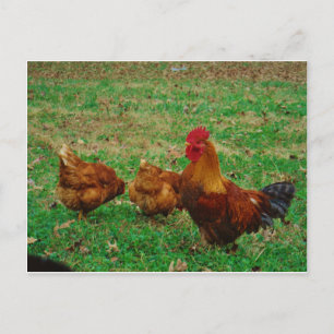 Rooster und seine Hühner Postkarte