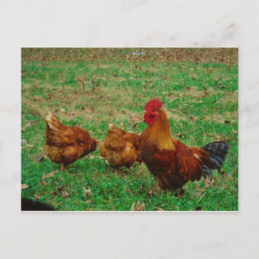 Rooster und seine Hühner Postkarte (Vorderseite)