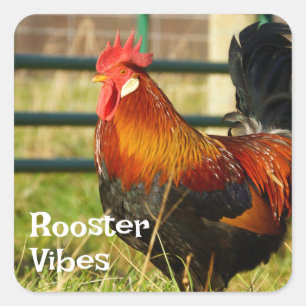 Rooster Vibes Farm Life Quadratischer Aufkleber