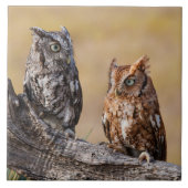 Roosting der Osterschnecke in Bäumen Fliese (Vorderseite)