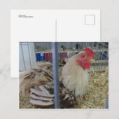 Roosting Hen Postkarte (Vorne/Hinten)