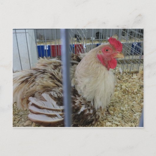 Roosting Hen Postkarte (Vorderseite)