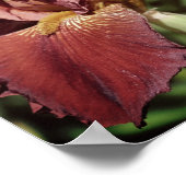 Root Bearded Iris bei Sonnenlicht Poster (Ecke)