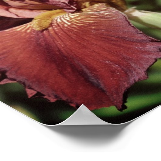 Root Bearded Iris bei Sonnenlicht Poster (Ecke)
