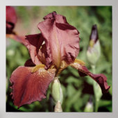 Root Bearded Iris bei Sonnenlicht Poster (Vorne)